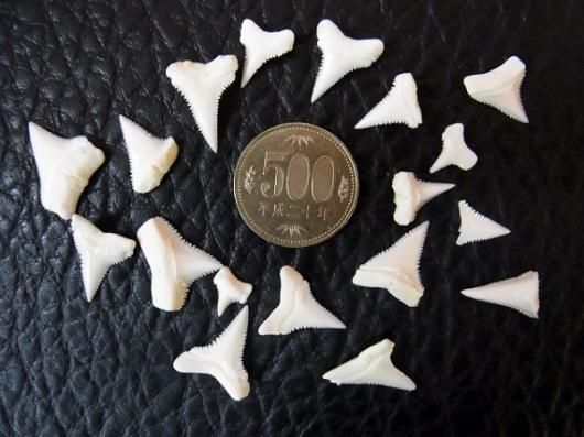 ☆即納☆本物！ホオジロザメの歯（18本セット） - 頭骨・骨格標本