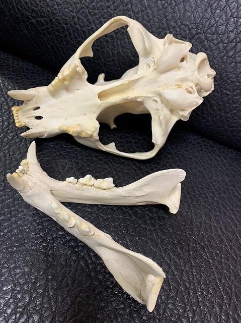 即納☆ 超貴重！絶滅危惧種 ジャワヒョウ ♂ 頭骨 ※登録票付 - 頭骨