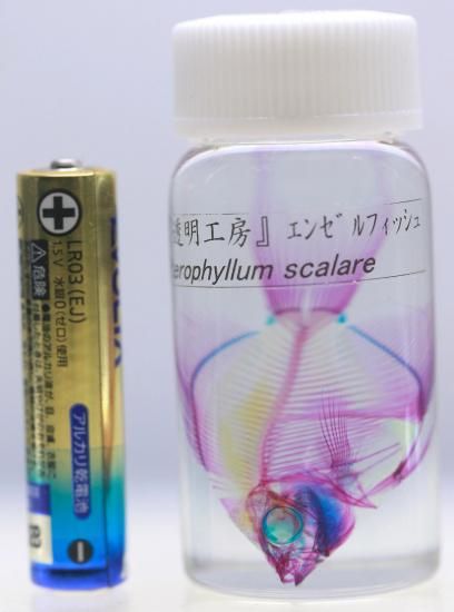 透明工房 ～生命の華～ ☆透明標本 製作・販売・通販 学術指導☆