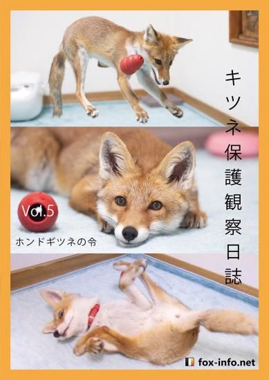 キツネ写真集」キツネ保護観察日誌 Vol.5 -ホンドギツネの令- | キツネ