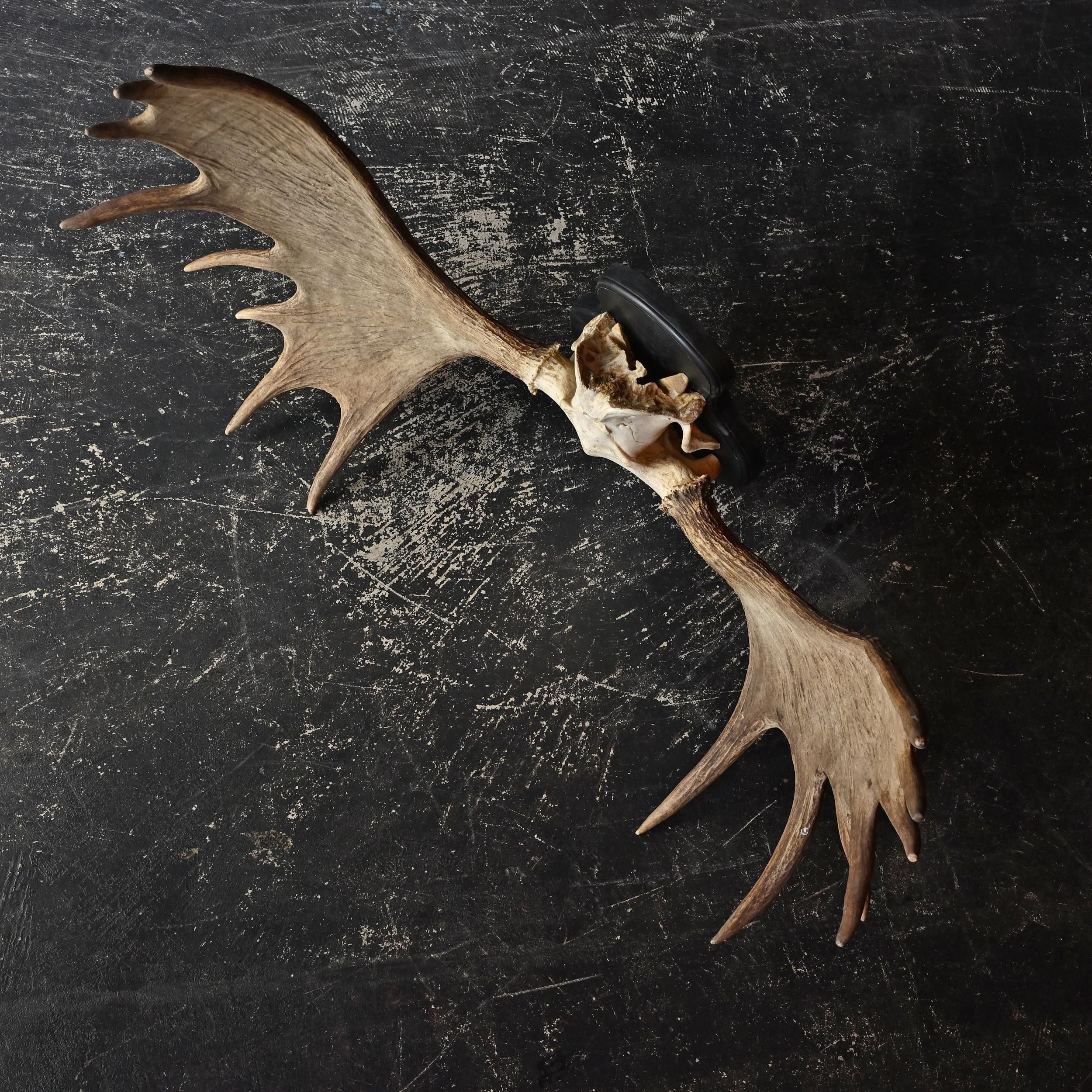 ヘラジカのハンティングトロフィー・2 | 頭骨 | アンティーク雑貨Sibora