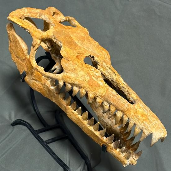 即納☆発掘証明書☆モササウルス スカル 化石☆海生爬虫類 頭骨 頭蓋骨