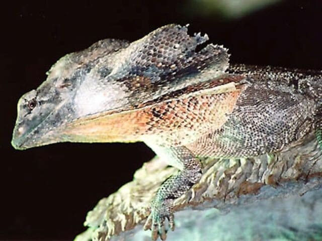 エリマキトカゲの基本情報と飼育方法……日本で最も有名なトカゲ