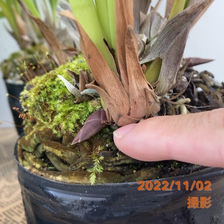 残り僅か！特別価格】＜開花中＞ミスマフェット 4号（赤花系種