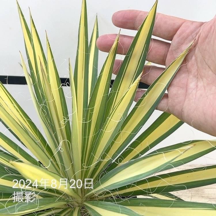 ユッカ 6号 フィラメントーサ カラーガード（Yucca flamentosa Color