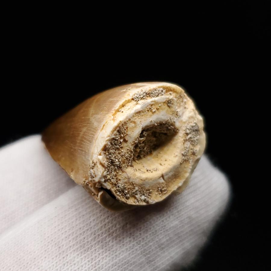 モササウルス 化石 歯 本物 モロッコ産 27.67mm プレゼント ギフト