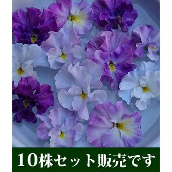 パンジー ラベンダーレース 苗 寄せ植え 花ろまん フリルシリーズ
