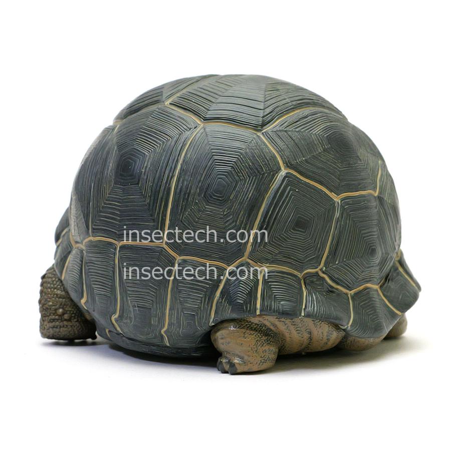 動物の惑星】アルダブラゾウガメ フィギュア : インセクテック動物の