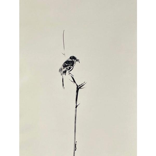 掛軸 宮本武蔵 複製画（枯木にもず）(掛け軸 尺五立 紙箱入)幅54.5cm