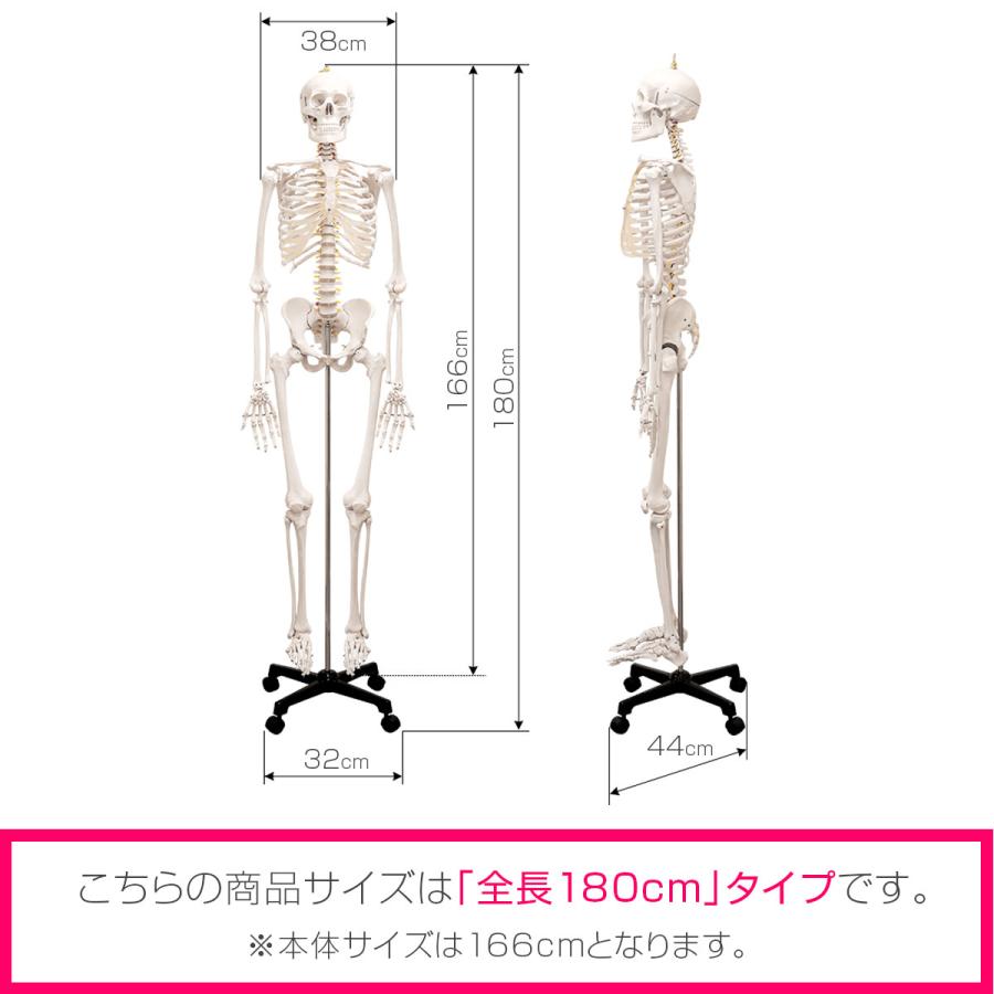 1年保証 人体模型 骨格模型 骨 等身大 身長約166cm 展示スタンド付き