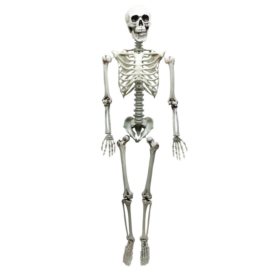 等身大骸骨 全身 スケルトン 骨 : パーティークラフト専門 メジャモ