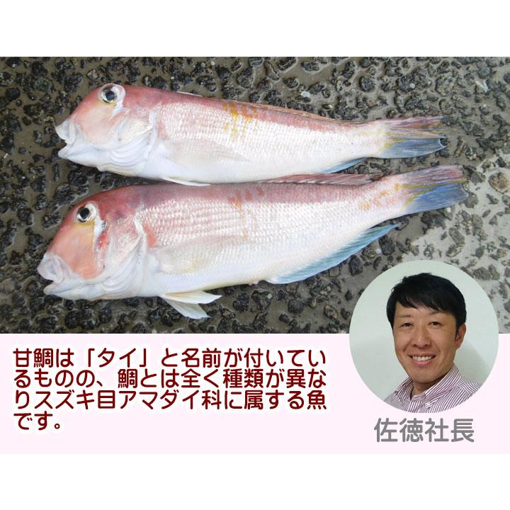 天然 甘鯛 1kg4〜6尾前後 冷蔵 アマダイ 山形県 庄内浜産 鮮魚 食の都