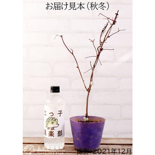 アケビ 脂肪燃焼効果あり？あけび エキス （ バナナアケビ / 紫アケビ