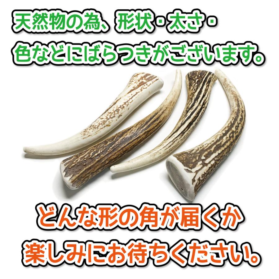 鹿の角 大型 犬 用 鹿角さん 割っていないタイプ けんか角1本 天然 無