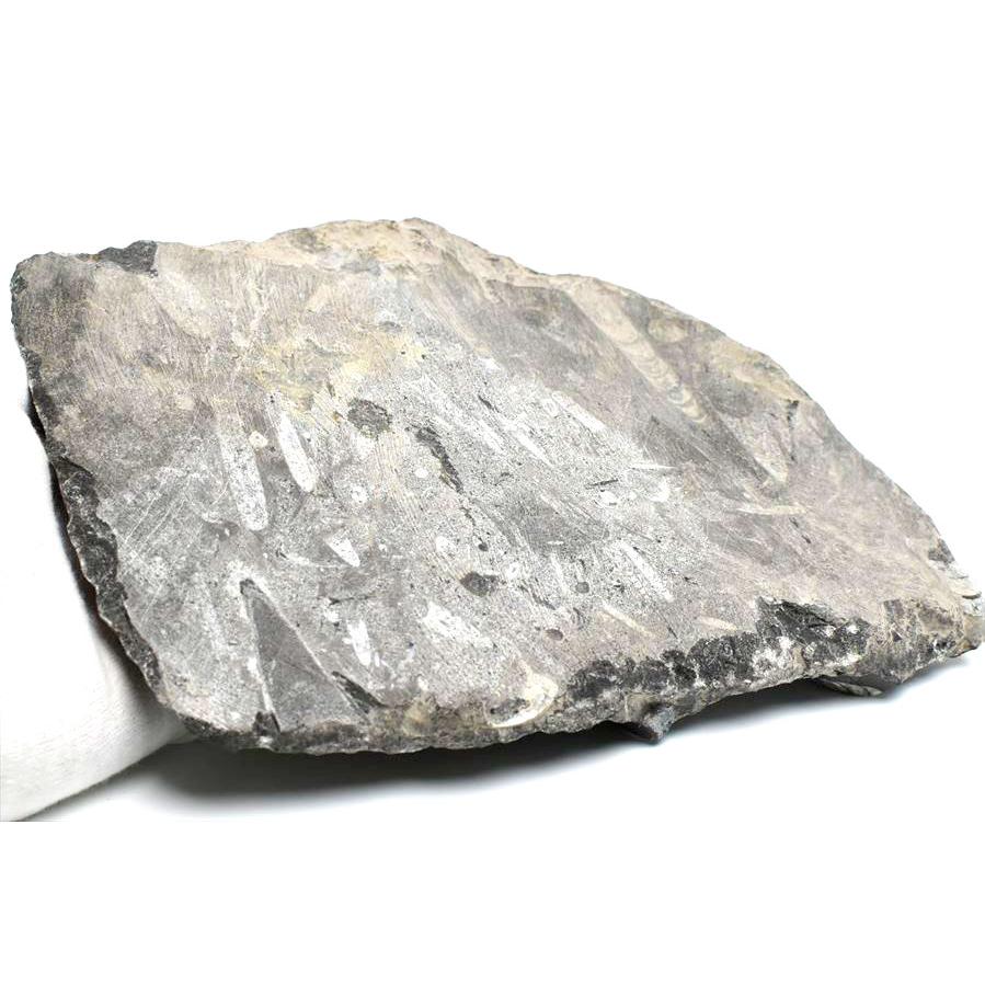 オルソセラス 直角貝 化石 プレート（約1755g）スタンド付き モロッコ