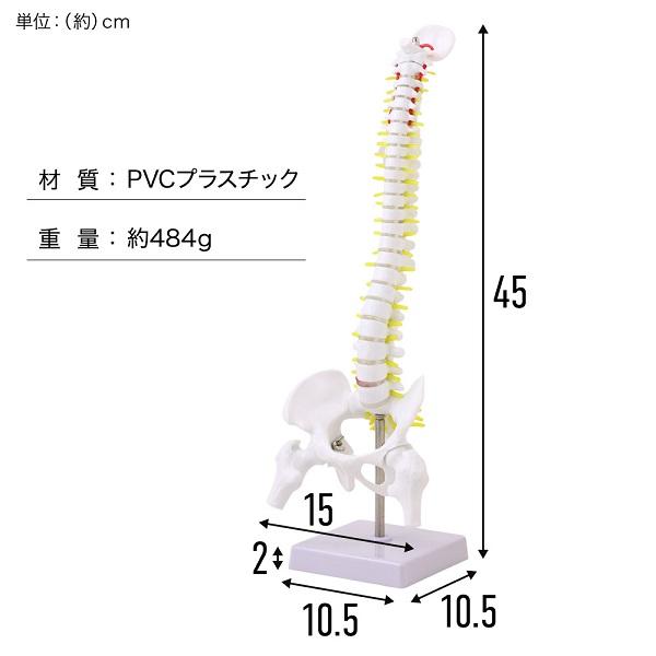 脊椎 模型 人体模型 1/2 脊椎骨盤 骨盤 骨 45センチ 脊髄骨盤模型
