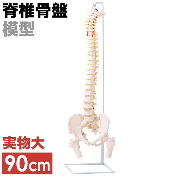 人体模型 脊髄骨盤模型 90cm 実物大 吊り下げ 台座付き 後頭骨 股関節
