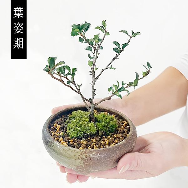 ミニ盆栽：長寿梅*(瀬戸焼三彩鉢) 鉢色選べる 鉢植え 鉢花 祝い ギフト