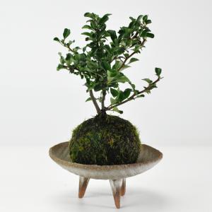 五葉松の苔玉 盆栽 ミニ盆栽 bonsai ボンサイ ぼんさい 小品 誕生日