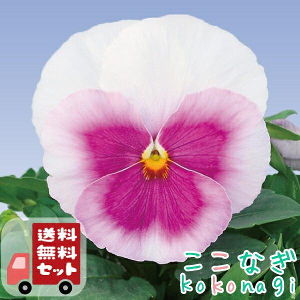 送料無料・12Pセット】パンジー ピンクフレア 9センチポット 3号 花苗