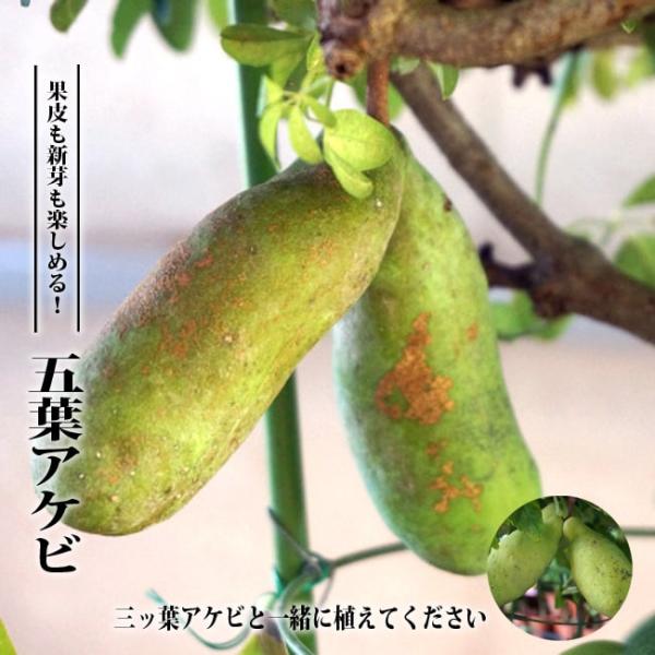 hanahirobaonline_akebi-goyo