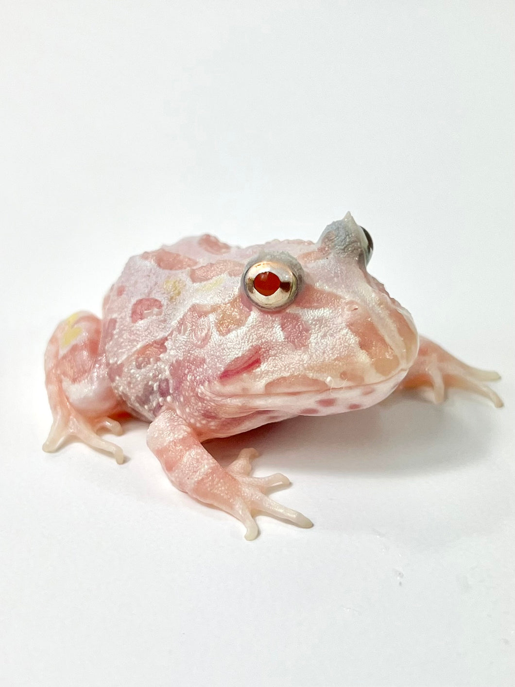 C09 White Albino Mutant – JamJam Exotic