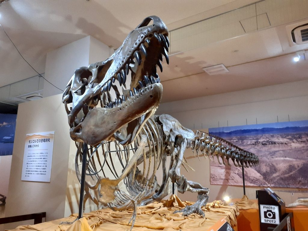 ゴビ砂漠の恐竜・チベットの大型獣も！伝説の「化石ハンター」の足跡を