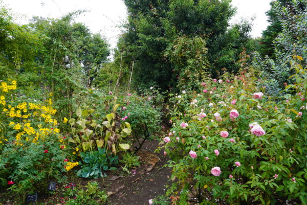 秋のバラが見ごろになり始めています - 神奈川県立花と緑のふれあい