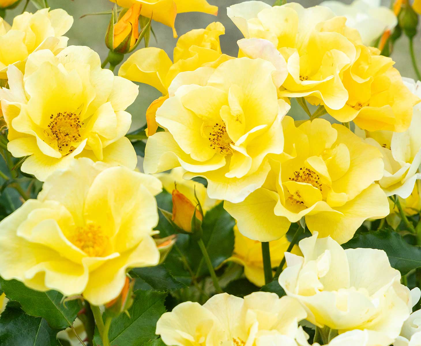 バラと庭あそび京阪園芸公式オンラインショップ｜バラ苗 園芸資材専門店