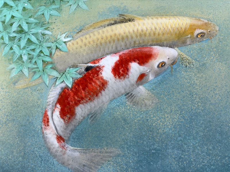 青楓双鯉｜新・古美術 高美堂（こうびどう）｜掛軸販売・通販・買取