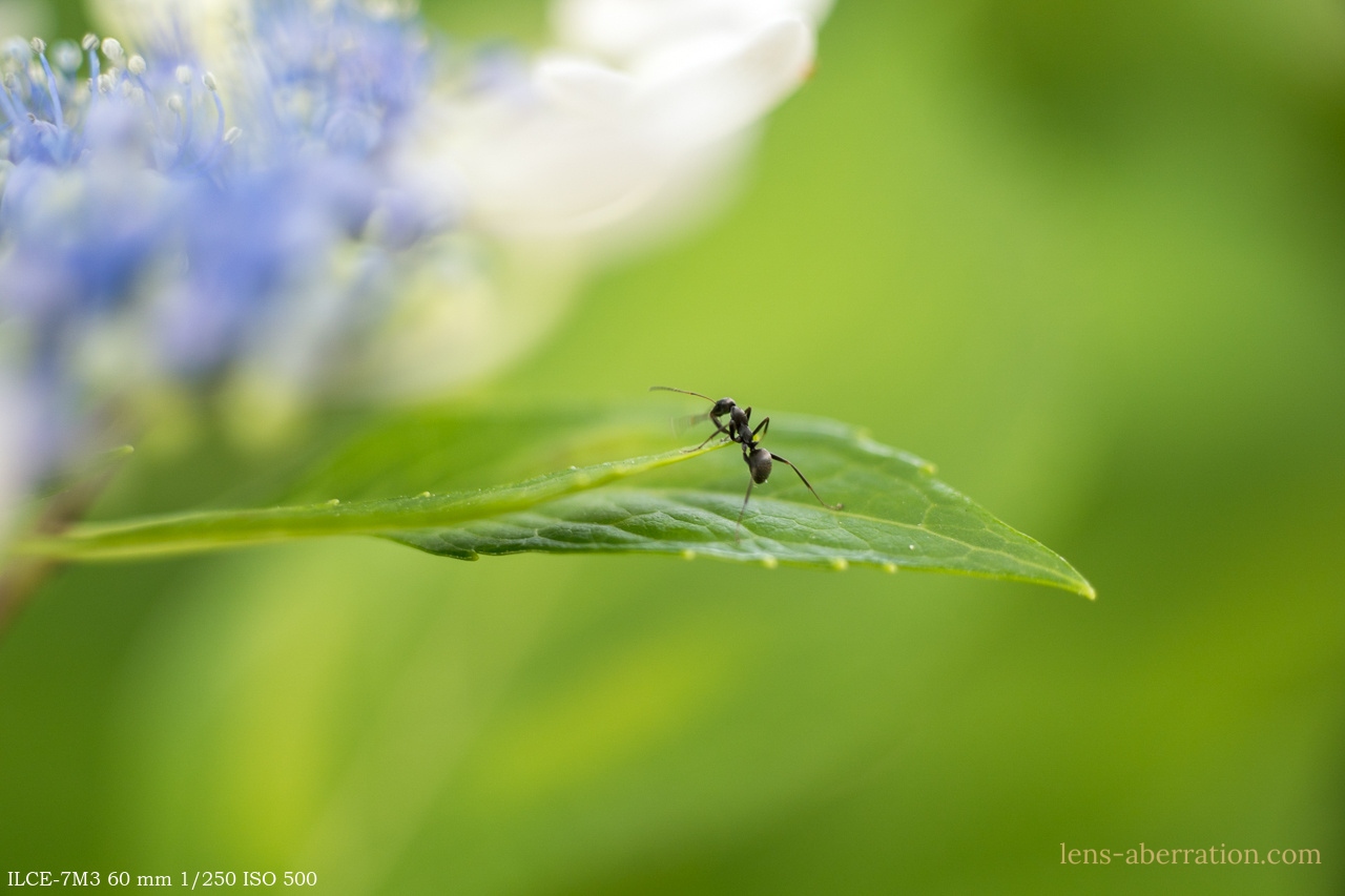 LEICA MACRO-ELMARIT-R 60mm F2.8 Type-II 実写レビュー | 収差Love