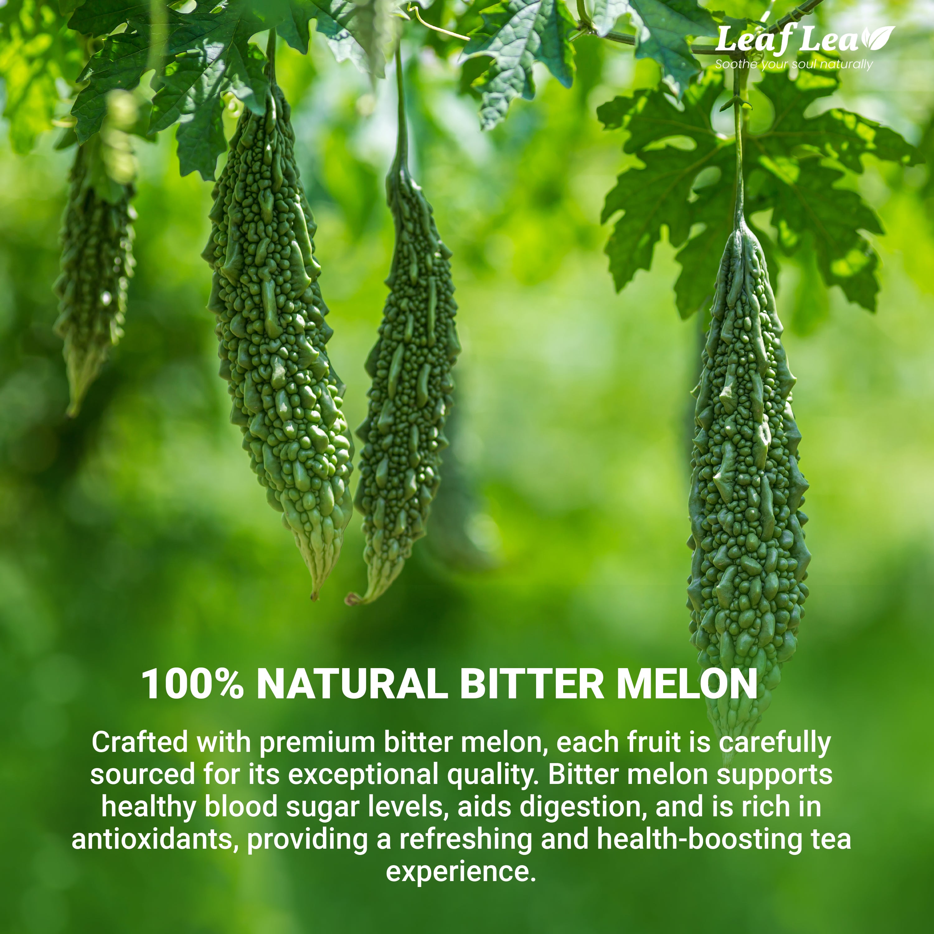 Natural Bitter Melon Tea for Wellness & Digestion Support – LeafLea