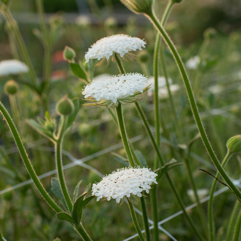Lace Flower Lacy White – Floret Library