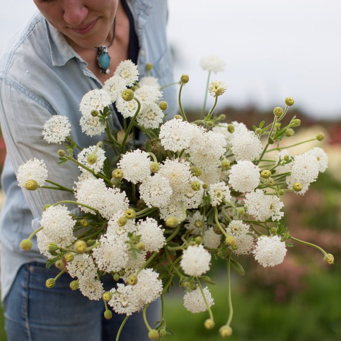 Lace Flower Lacy White – Floret Library
