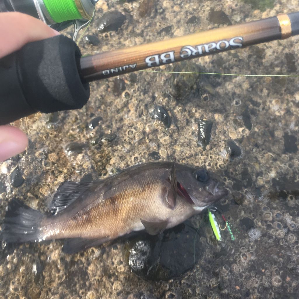 ロッド｜インプレ】19 ソアレ BB アジング S64UL-S : Gomoku釣りブログ