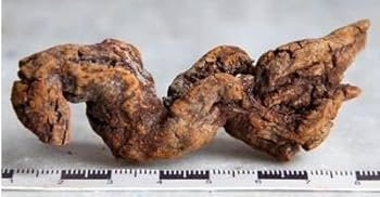 Amazon.co.jp: 腐糞石または恐竜のうんち、うんち、うんち、うんち、大