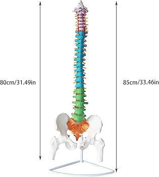 Amazon.co.jp: Ynaioang 脊髄骨盤模型 実物大 色付きの柔軟な脊椎解剖