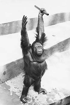 Amazon.com: Laminated Orangutan Raising Hands with Stick