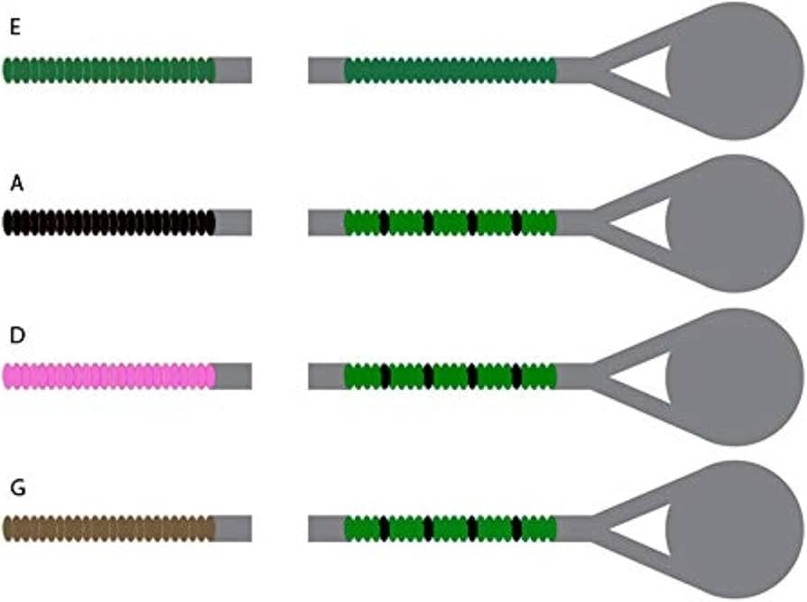 Amazon.com: Pirastro Evah Pirazzi 4/4 Violin String Set - Medium