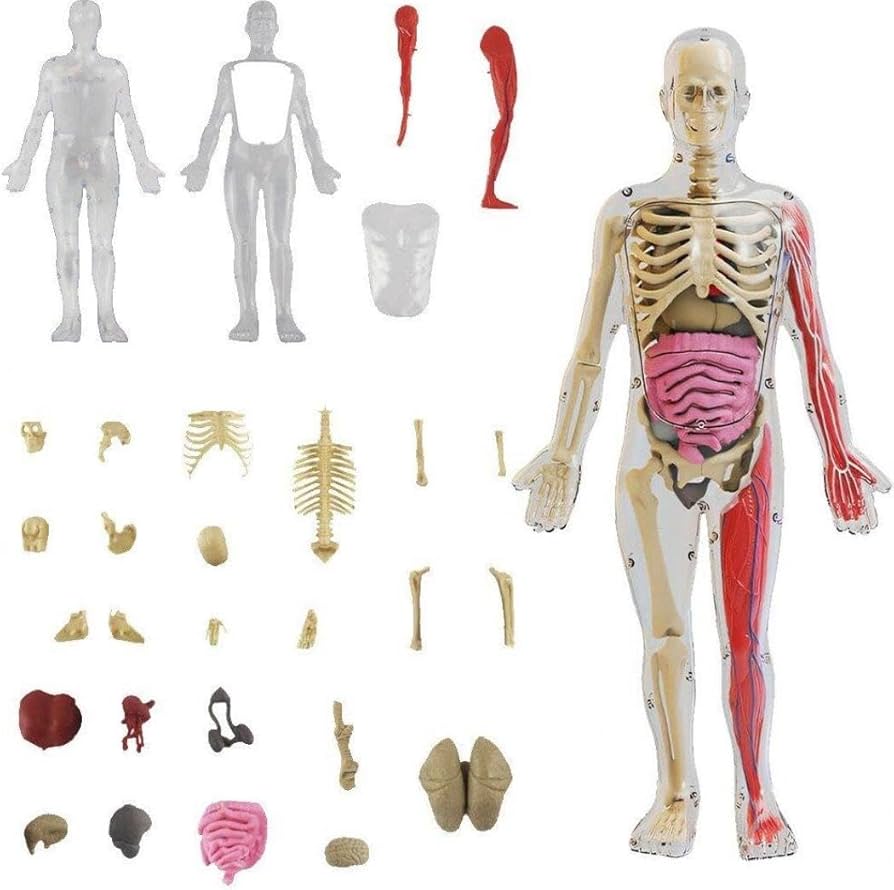Amazon.co.jp: 人体臓器模型 人間の臓器モデル 人体解剖トルソー