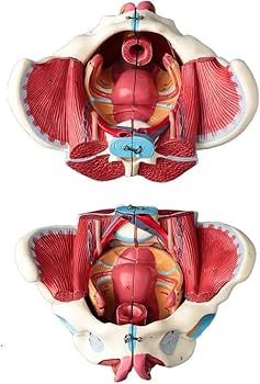 Amazon.co.jp: 人体モデル 女性骨盤モデル 骨盤底筋ベル 1:1 女性の