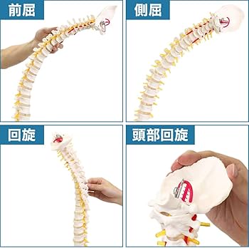 Amazon.co.jp: UPstore 実物大 脊髄骨盤模型 90cm 背骨 脊柱模型 1/1