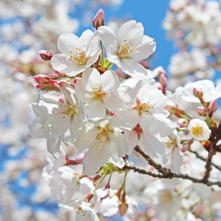 Amazon.com : Live White Cherry Blossom Tree Plant, 8 to 12 Inch