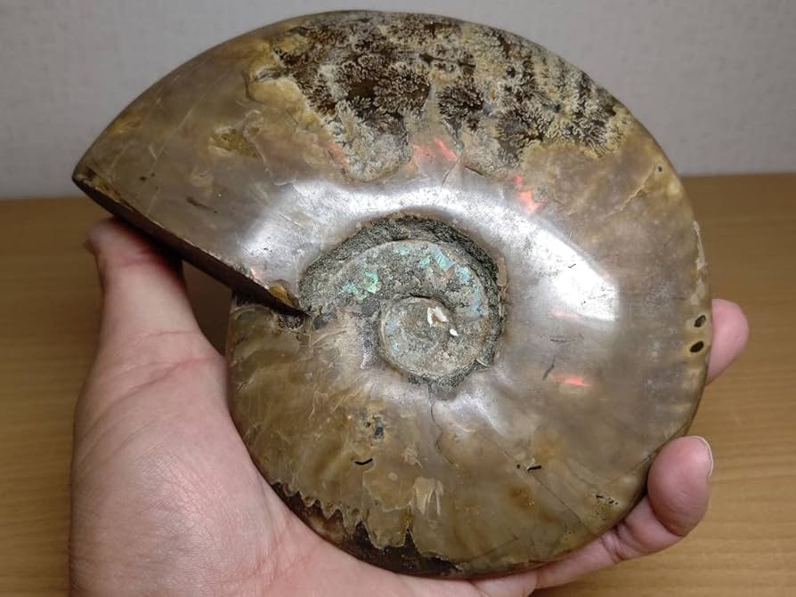 Amazon.co.jp: 【虹入1kg】アンモナイト化石アンモライト原石宝石