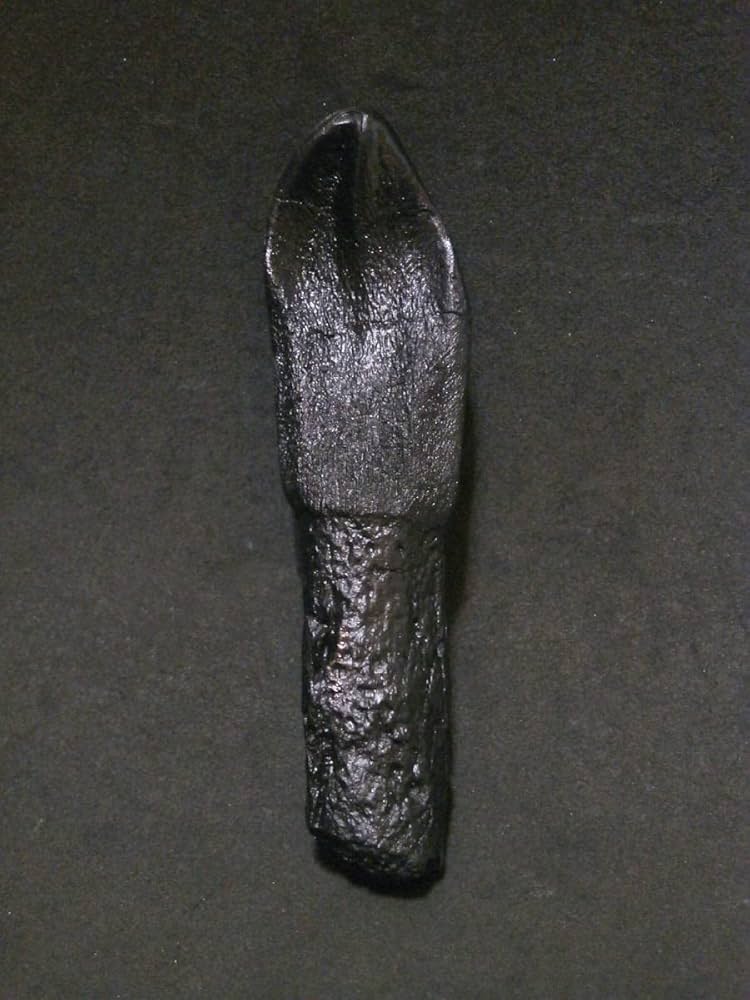 Amazon | SCIENCE Dinosaur Tooth Replica「竜脚類恐竜 カマラサウルス