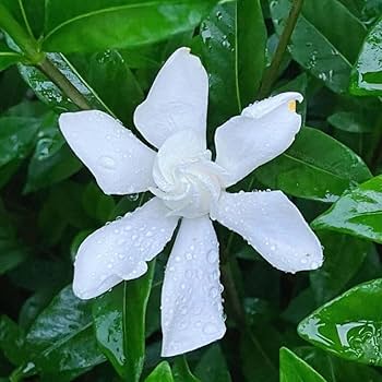 61dYgued4dL._AC_UF350,