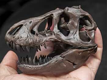 61dcjt3hF7L._AC_UF350,