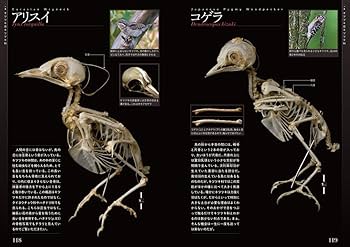 鳥の骨格標本図鑑 (BIRDER SPECIAL) | 川上 和人, 中村 利和 |本