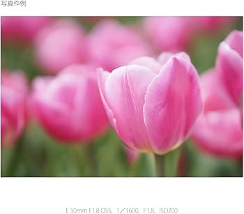 Amazon.co.jp: SONY(ソニー) 望遠単焦点レンズ APS-C E 50mm F1.8 OSS