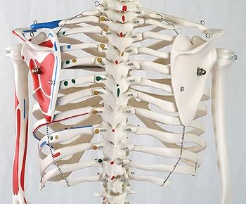 Amazon.co.jp: 小型全身骨格模型 - ショーティー・1/2縮尺型全身骨格